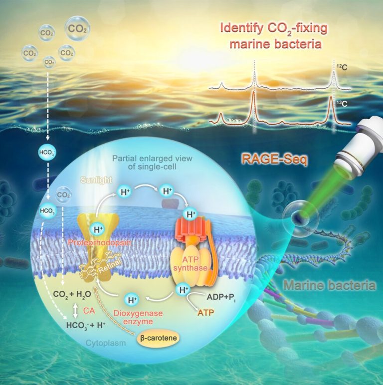 Marine bacteria take in carbon dioxide through photosynthesis