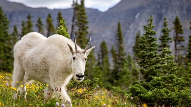 When goats and sheep compete for tasty mountain salt, goats almost always win