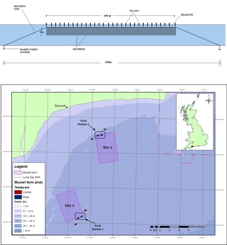 Offshore mussel farms could have wider environmental benefits