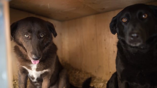 Thousands call on government to reconsider ban on dogs from countries at risk of canine rabies