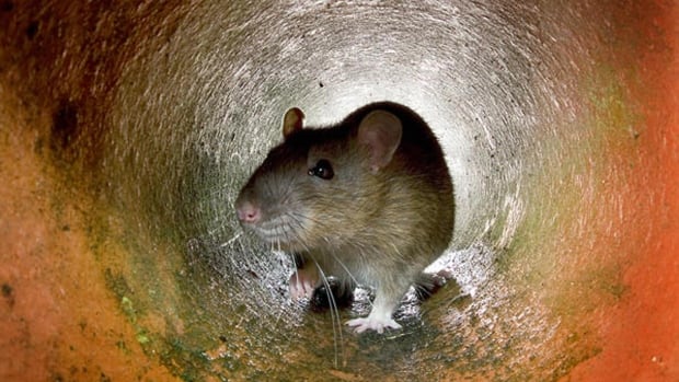 B.C. permanently bans use of rat poison