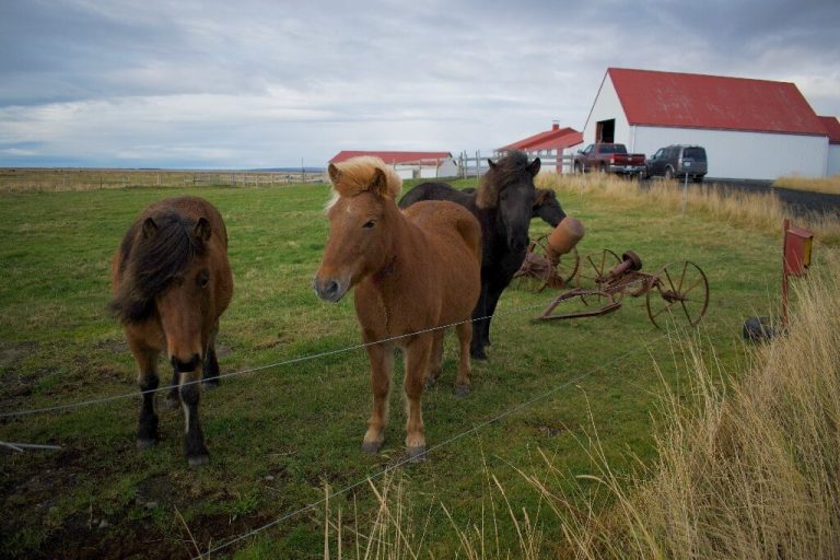 Activists see red over Iceland’s blood mares