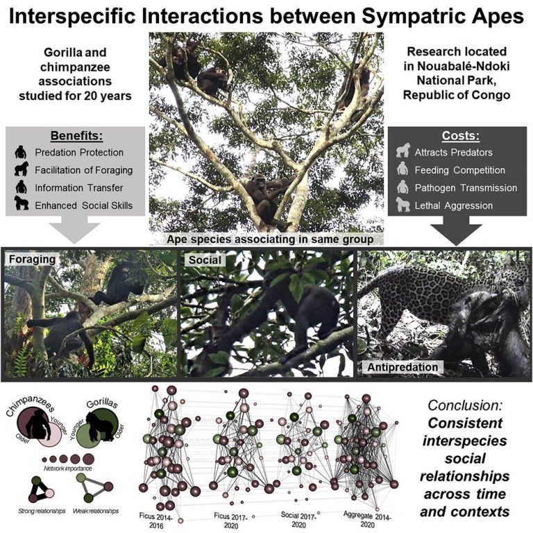 Study reports first evidence of social relationships between chimpanzees and gorillas