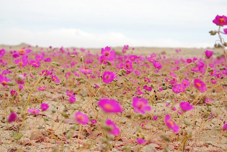 The secret behind spectacular blooms in world’s driest desert