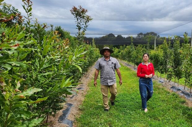 Tree traits to boost macadamia production