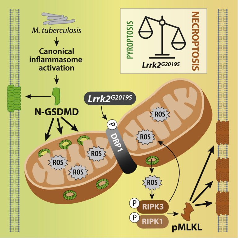 Unlocking hidden connections between cell death and inflammation