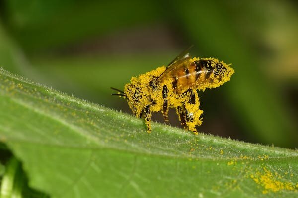 Early-ending winters disrupt bumblebee slumber