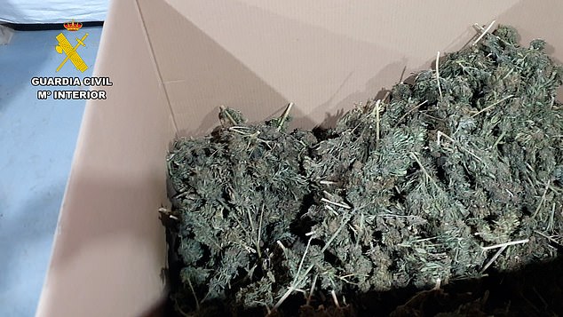 The 32,370.2kg of marijuana buds seized in multiple raids across Spain has a street value of more than £57million