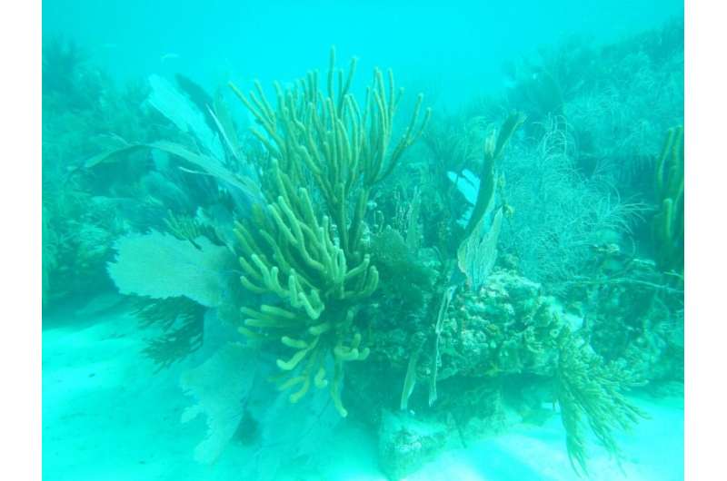 Sea urchins keep on trucking while other marine life languishes in the Florida Keys