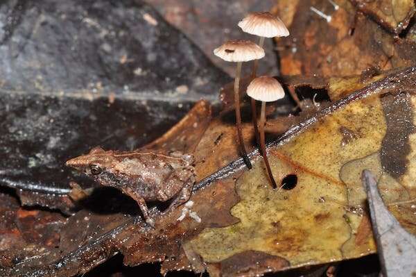 Gliding treefrogs, mini-males and burrowing frogs in trees: why Melanesia is the world's tropical island frog hotspot