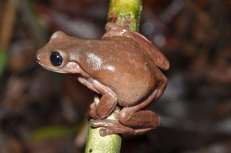 Gliding treefrogs, mini-males and burrowing frogs in trees: why Melanesia is the world's tropical island frog hotspot