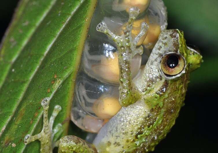 Gliding treefrogs, mini-males and burrowing frogs in trees: why Melanesia is the world's tropical island frog hotspot