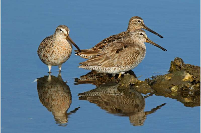 Global changes in wetlands help clarifying the decline of shorebirds