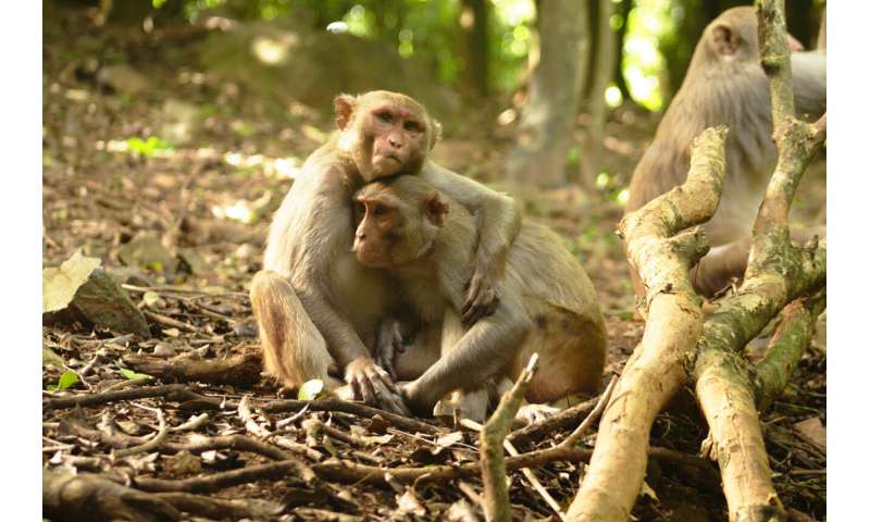 Having good friendships may make for a healthier gut microbiome