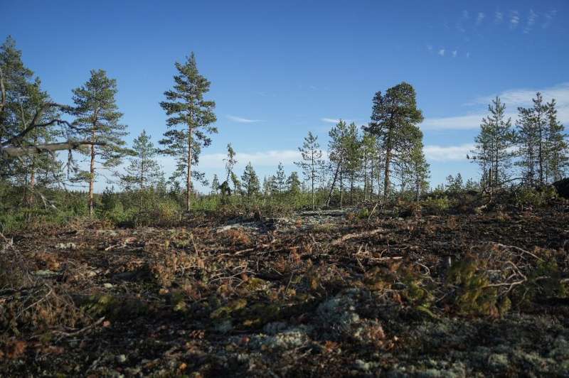 Logging has help turn Finland's land use sector, which includes forests, into a net source of emissions