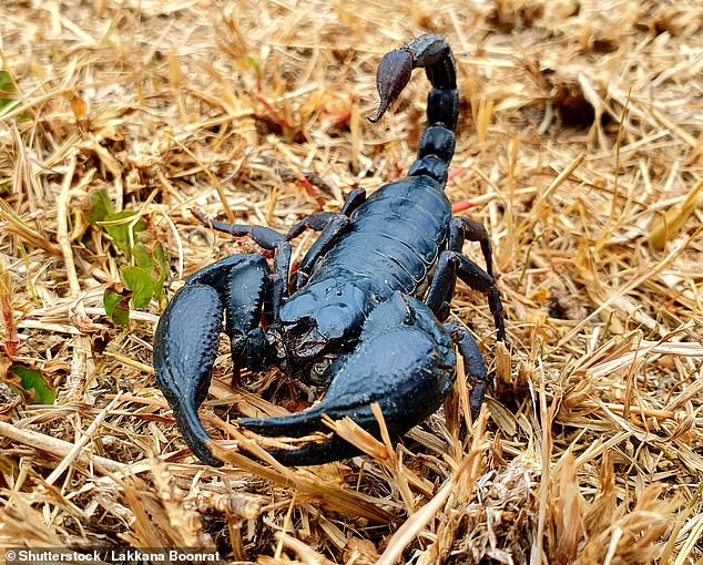 The show's medics treated the former Health Secretary after a scorpion stung his finger – and luckily for Matt, it wasn't poisonous