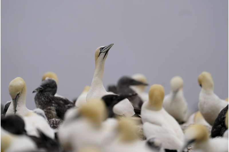 Faithful mates, hot tempers form primal life for gannets