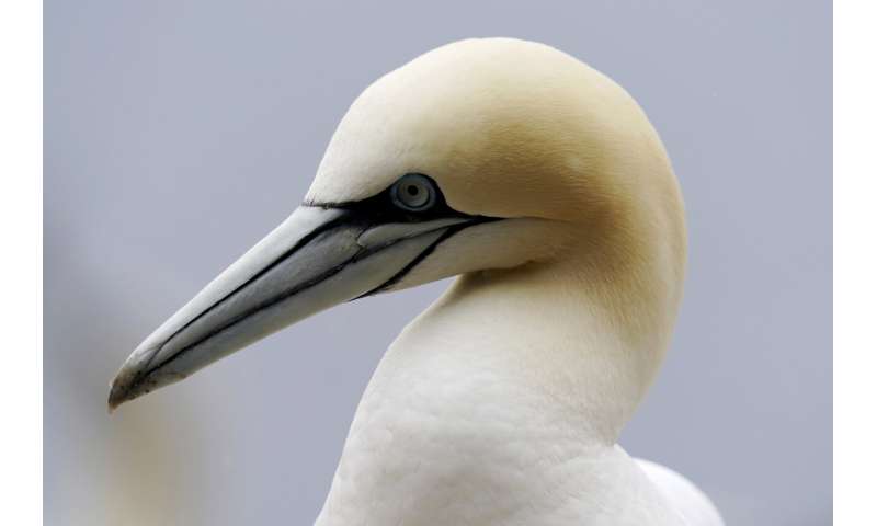 Faithful mates, hot tempers form primal life for gannets