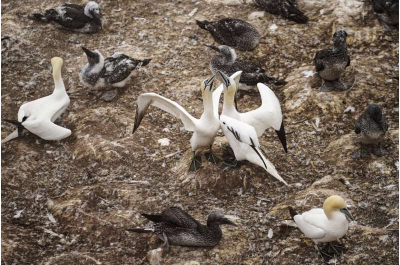 Faithful mates, hot tempers form primal life for gannets