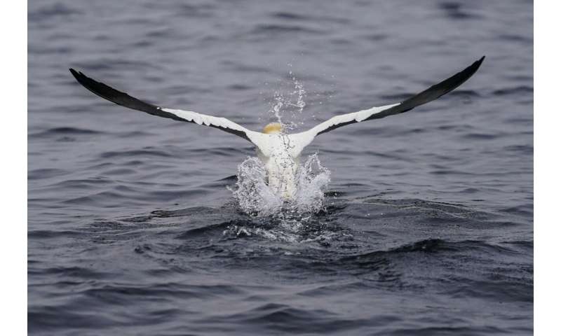 Faithful mates, hot tempers form primal life for gannets