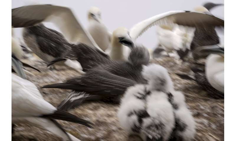 Faithful mates, hot tempers form primal life for gannets