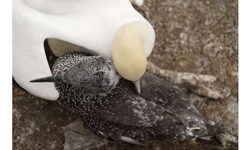 Faithful mates, hot tempers form primal life for gannets