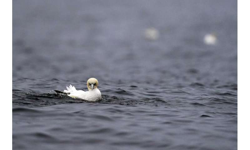 Faithful mates, hot tempers form primal life for gannets