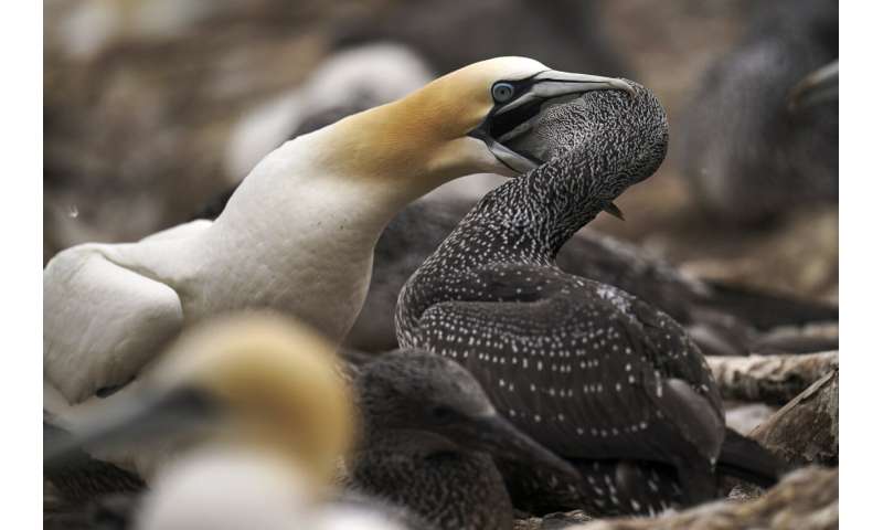 Faithful mates, hot tempers form primal life for gannets