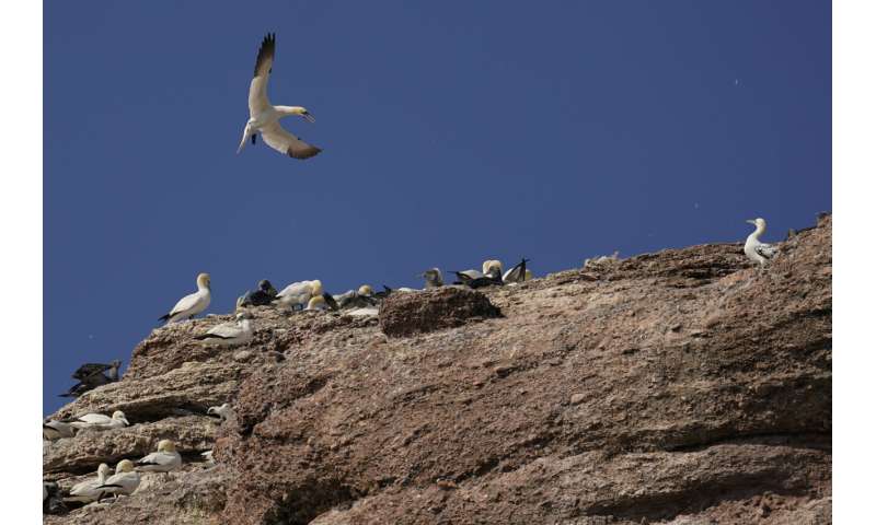 Faithful mates, hot tempers form primal life for gannets