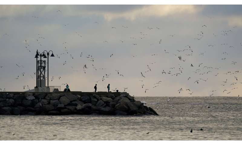 Faithful mates, hot tempers form primal life for gannets