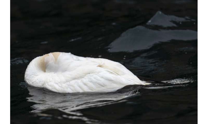 Faithful mates, hot tempers form primal life for gannets