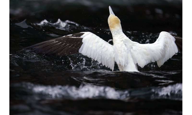 Faithful mates, hot tempers form primal life for gannets