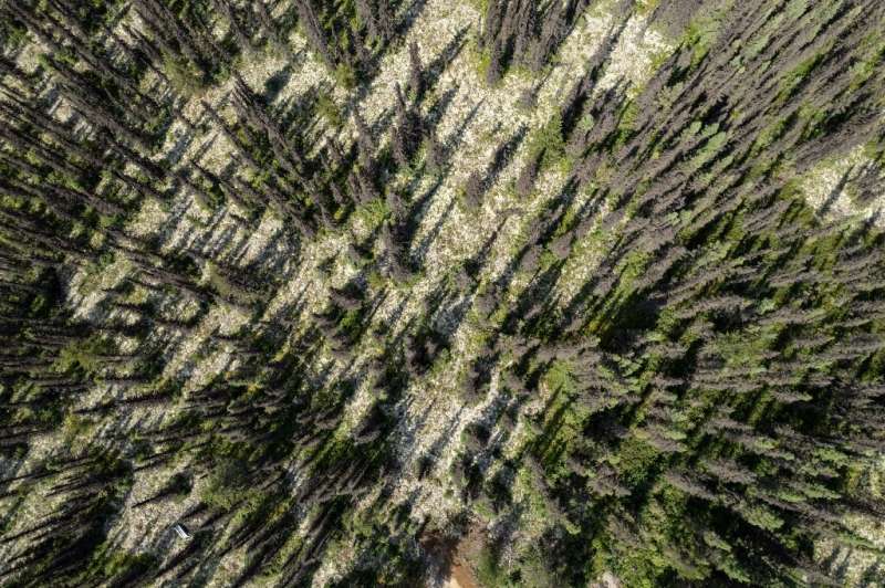 Hundreds of thousands of hectares of forest land have been devastated by the eastern spruce budworm