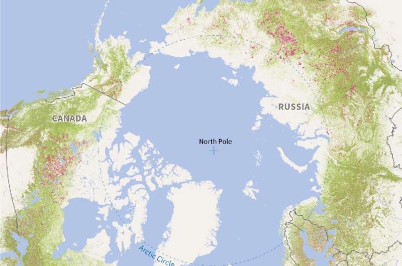 Map of the Earth's northern hemisphere showing the loss of forest cover since 2000