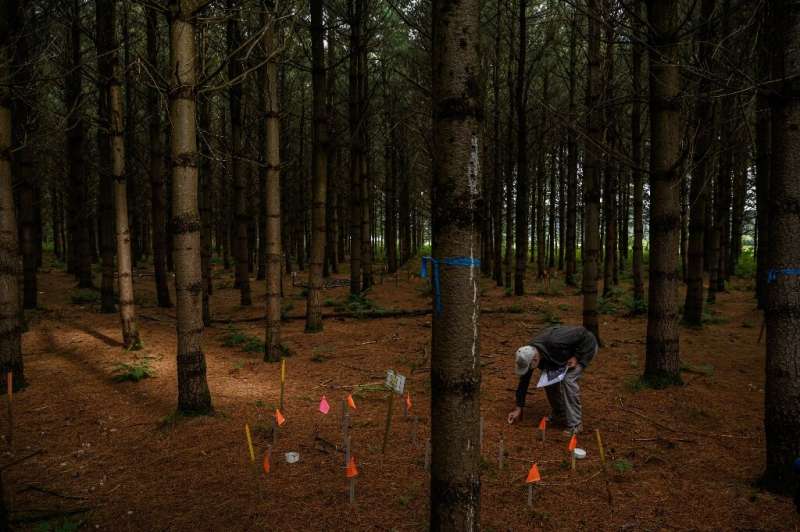 In Quebec province, government research scientist David Pare and his team are studying tree litter -- the decomposing organic ma