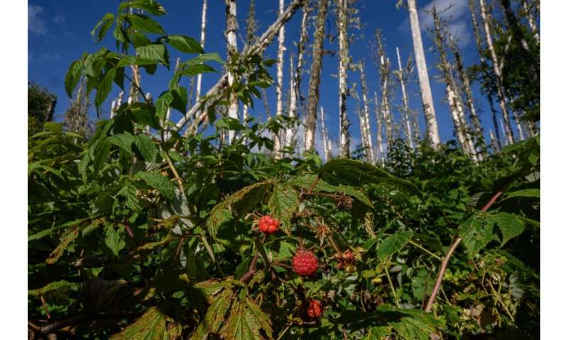 Raspberry bushes are seen before defoliated trees in an area of Canadian forest undergoing regeneration following a hemlock loop