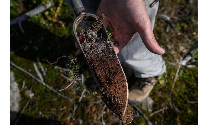 A plethora of experiments are being carried out across Canada to better understand the tree litter and predict its future role i