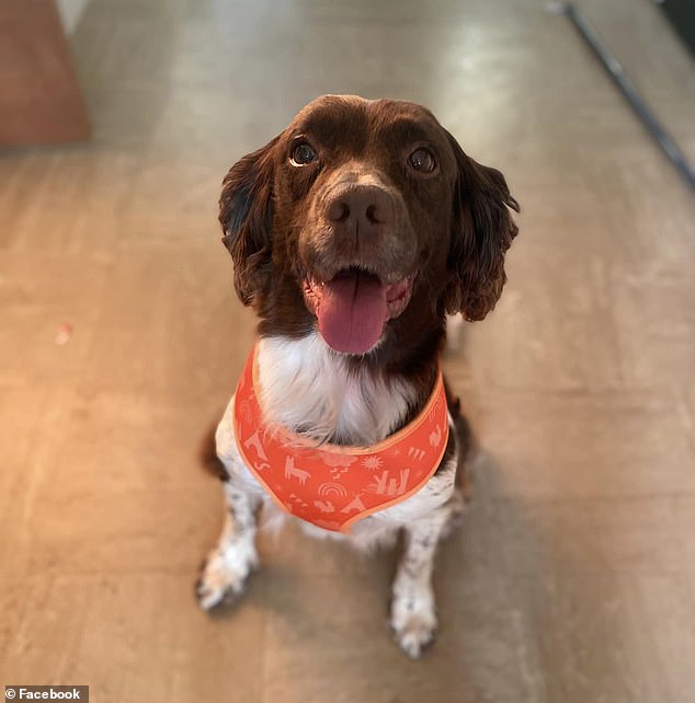 But on Wednesday morning, to the family's disbelief, they received a call saying that someone had spotted Maisie. Over the course of five days and sightings in Melton, Bredfield, Helmingham, and Wickham Market, Maisie covered more than 17 miles