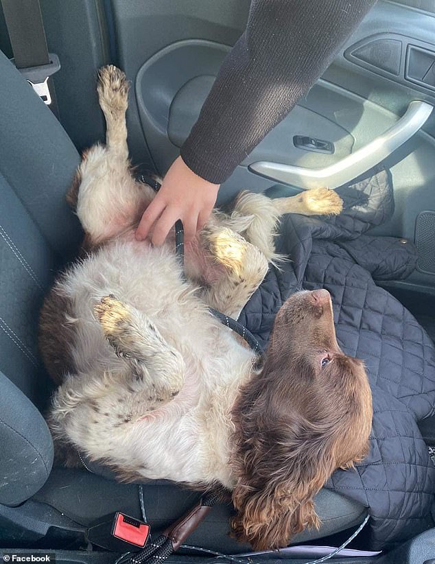 After opening the door to put her nine-year-old springer spaniel on her lead, a firework suddenly shot off, scaring Maisie and making her run away