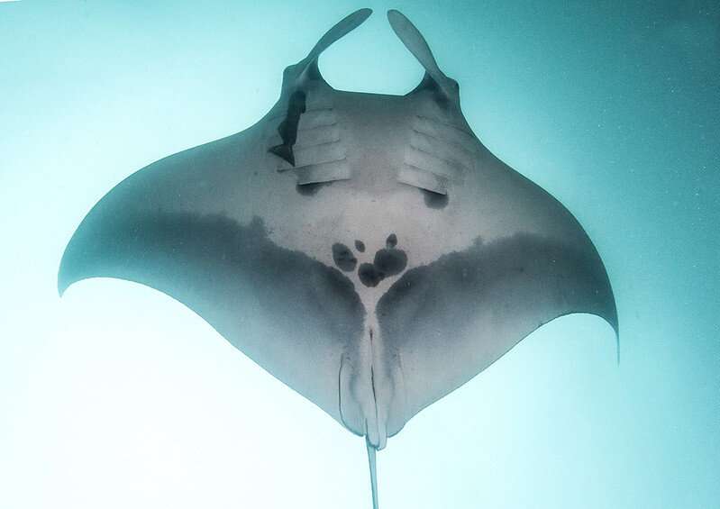 Largest known manta ray population is thriving off the coast of Ecuador, new research shows