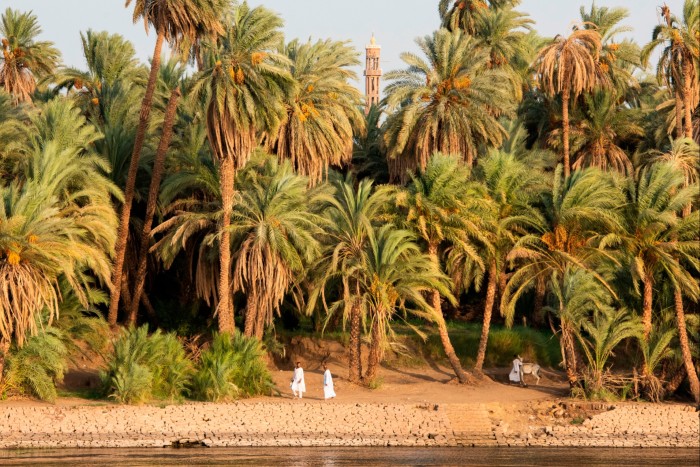 Palm groves on the riverbank