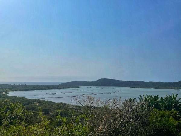 Mangrove forests won't be able to spread further in South Africa, so protecting them is crucial