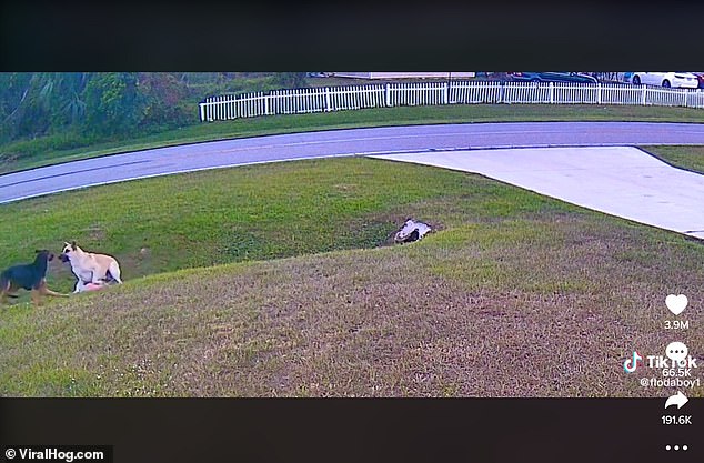 The two dogs charge and bark at one another before the father rushes onto the scene and the neighbor's dog runs home