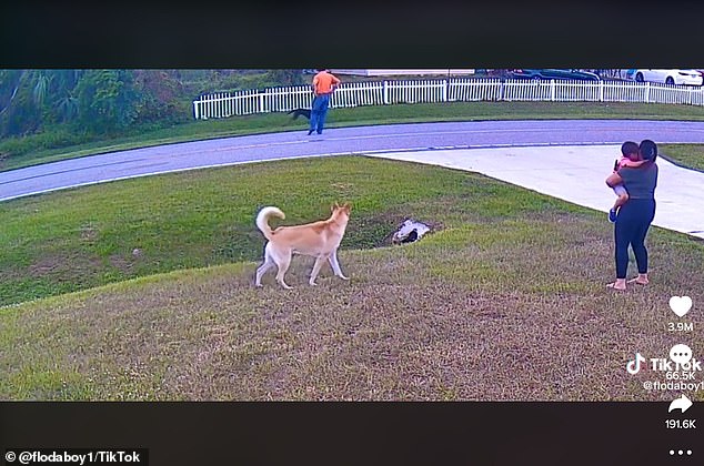 The little boy runs towards his mother in tears as the father rushes onto the scene as both dogs bark and charge at one another, before the neighbor's dog runs home