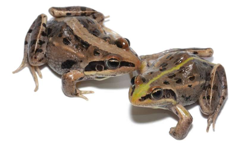 NYU Abu Dhabi researchers uncover groundbreaking insights into the evolution of color patterns in frogs and toads