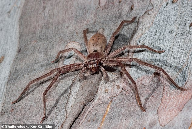 'So least favourite thing - super easy. Huntsman spiders,' Eva explained, referring to the huge, jumping arachnids that populate much of Australia