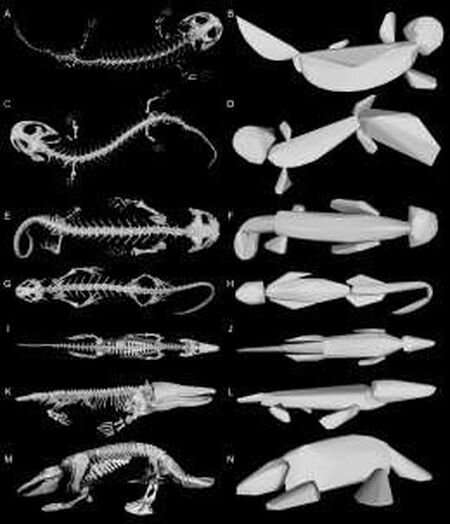 Scientists estimate the weight of two giant extinct amphibians