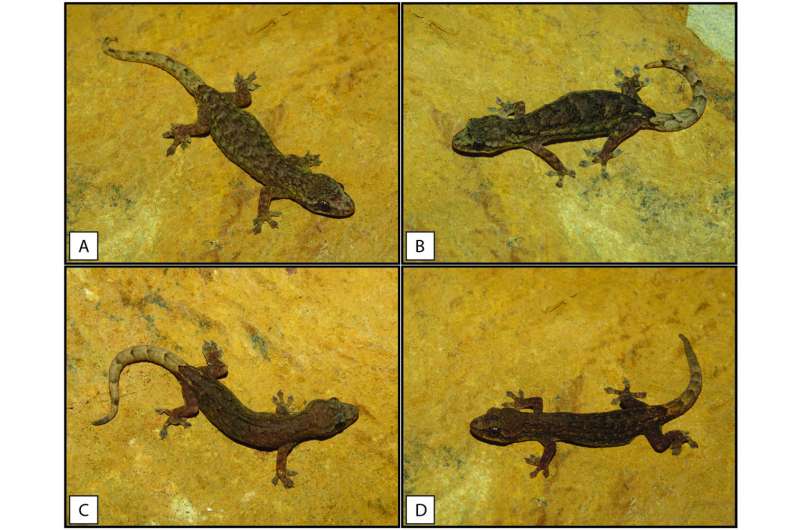 Two new species of slender gecko reported from Yunnan karsts