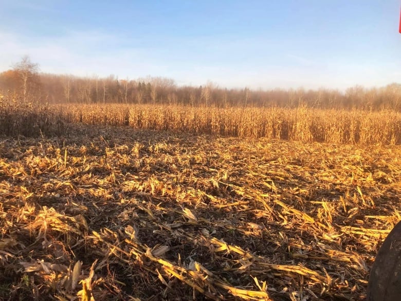 A flattened field of corn and corn stalks.