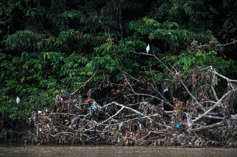 Birds perch amid garbage-strewn branches on the Tarcoles River